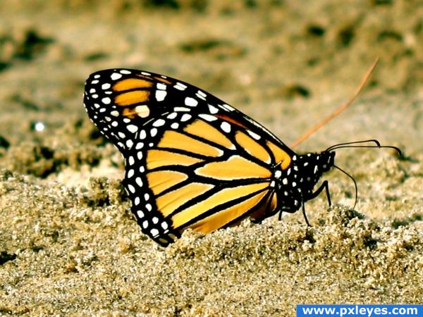 Monarch Butterfly